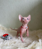 Photo №2 to announcement № 53172 for the sale of sphynx cat - buy in United States private announcement