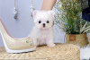 Photo №1. maltese dog - for sale in the city of Paris | Is free | Announcement № 123347