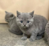 Photo №2 to announcement № 95797 for the sale of british shorthair - buy in Germany from the shelter