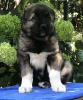 Additional photos: Caucasian Shepherd puppies. KSU.