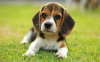 Photo №3. Healthy Beagle puppies for free adoption. Germany