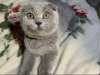 Photo №2 to announcement № 50680 for the sale of scottish fold - buy in Finland breeder