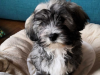 Photo №1. havanese dog - for sale in the city of Vienna | 317$ | Announcement № 75999