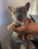 Photo №2 to announcement № 10178 for the sale of french bulldog - buy in Ukraine private announcement