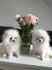 Photo №3. Pomeranian white. Germany