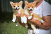 Additional photos: Welsh corgi pembroke puppies