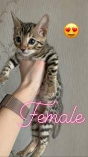 Photo №2 to announcement № 1359 for the sale of bengal cat - buy in Ukraine breeder