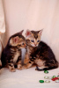 Additional photos: Bengal kittens with documents