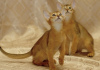 Photo №1. abyssinian cat - for sale in the city of Prague | negotiated | Announcement № 89451