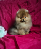 Additional photos: Pomeranian Spitz, puppies. Charming Mini boy.