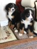 Photo №2 to announcement № 118065 for the sale of non-pedigree dogs - buy in Germany private announcement