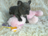 Photo №1. french bulldog - for sale in the city of Berlin | Is free | Announcement № 115822