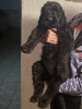 Photo №3. Black Russian Terrier.. Israel