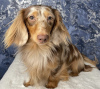 Photo №1. dachshund - for sale in the city of Munich | 475$ | Announcement № 105201