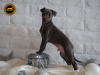 Photo №4. I will sell italian greyhound in the city of Solec Kujawski. breeder - price - 2113$