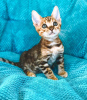 Photo №2 to announcement № 114885 for the sale of bengal cat - buy in United States private announcement