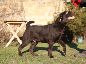 Additional photos: Chocolate Labrador Retriever Boy.