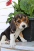 Photo №3. Vet checked beagle puppies. Portugal