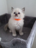 Photo №2 to announcement № 10023 for the sale of ragdoll - buy in Russian Federation private announcement