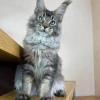 Photo №3. mainecoon kittens for free adoption. Germany