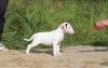 Photo №1. bull terrier - for sale in the city of Kiev | 195$ | Announcement № 7904