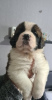 Photo №4. I will sell st. bernard in the city of Vilnius.  - price - 370$