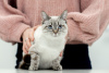Photo №4. I will sell thai cat in the city of Москва.  - price - Is free