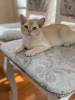 Photo №2 to announcement № 127678 for the sale of burmese cat - buy in Belgium private announcement, breeder