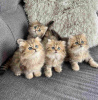 Photo №1. persian cat - for sale in the city of Paris | negotiated | Announcement № 98500