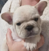 Photo №3. Reduced 1platinum kc reg frenchbull dog puppy. United States