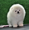 Photo №2 to announcement № 112137 for the sale of pomeranian - buy in Romania private announcement