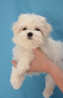 Photo №1. maltese dog - for sale in the city of Севастополь | Negotiated | Announcement № 5180