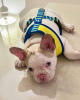 Photo №2 to announcement № 115978 for the sale of french bulldog - buy in United States private announcement, from nursery, from the shelter, breeder