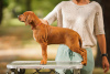 Additional photos: Rhodesian Ridgeback puppies