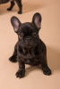 Photo №1. french bulldog - for sale in the city of Munich | 423$ | Announcement № 124651