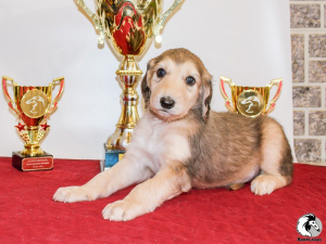 Photo №2 to announcement № 2473 for the sale of afghan hound - buy in Russian Federation from nursery, breeder