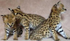 Photo №1. savannah cat - for sale in the city of Баку | 687$ | Announcement № 117440