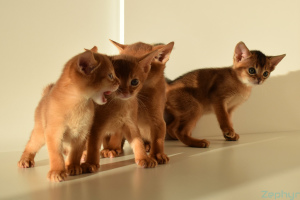 Photo №2 to announcement № 809 for the sale of abyssinian cat - buy in Germany breeder