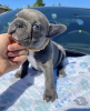 Photo №1. french bulldog - for sale in the city of Montreal | 500$ | Announcement № 103600