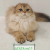 Photo №3. Scottish fold cat for sale. Belarus