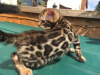 Photo №1. bengal cat - for sale in the city of Бохольт | 371$ | Announcement № 109226