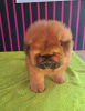 Additional photos: Chow chow puppies