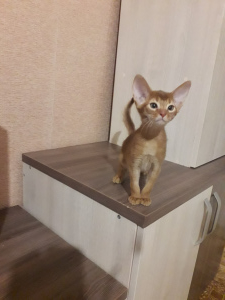 Photo №2 to announcement № 1378 for the sale of abyssinian cat - buy in Belarus from nursery