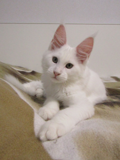 Photo №4. I will sell maine coon in the city of St. Petersburg. from nursery - price - 246$