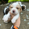 Photo №3. Adorable beagle puppies for sale.. Germany