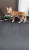 Additional photos: golden bengal cat