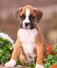 Photo №1. boxer - for sale in the city of Prague | Is free | Announcement № 124132