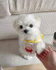 Photo №3. Cute Maltese. United States