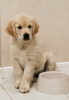Photo №1. golden retriever - for sale in the city of Grodno | 943$ | Announcement № 54924