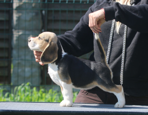 Photo №2 to announcement № 2909 for the sale of beagle - buy in Belarus from nursery